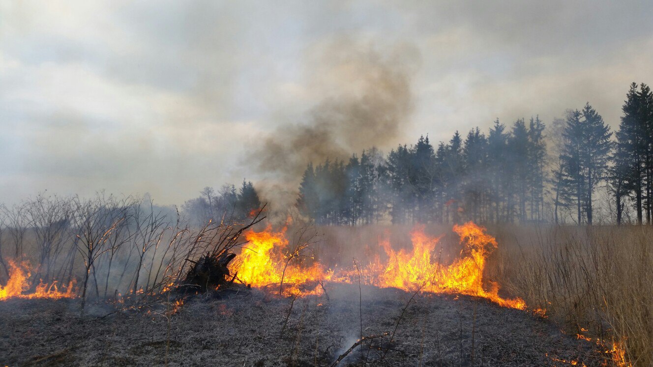 Степные тростниковые лесные пожары. Пал сухой травы МЧС. Ландшафтный пожар. Палы сухой прошлогодней травы,. Загорание сухой растительности.