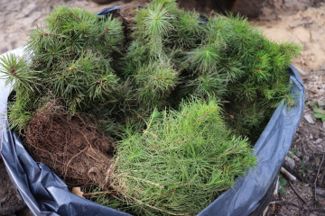 итоги уходящего года в сфере лесничества - фото - 1