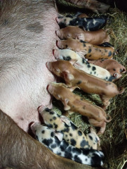 грантовая программа «Первый старт» помогает развить животноводство в Глинковском муниципальном округе - фото - 1